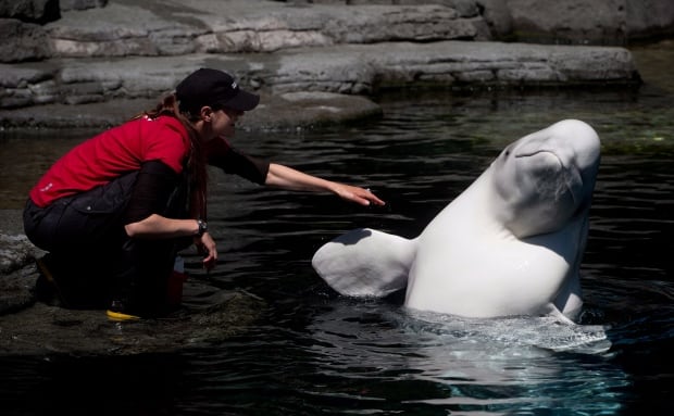 Beluga Aurora with Trainer