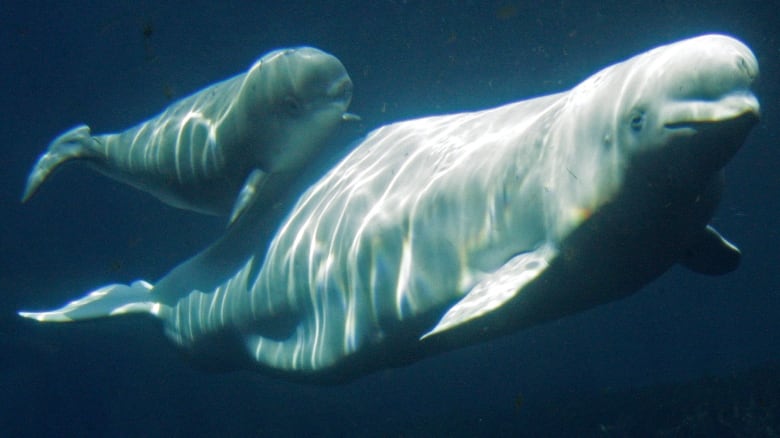 beluga whales mating