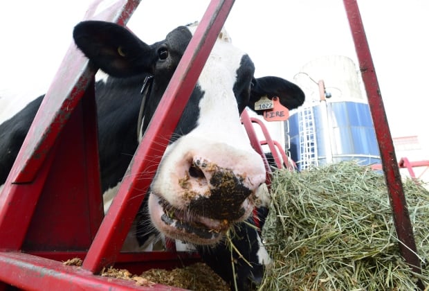 EU Europe Canada Trade Dairy Aid 20161110