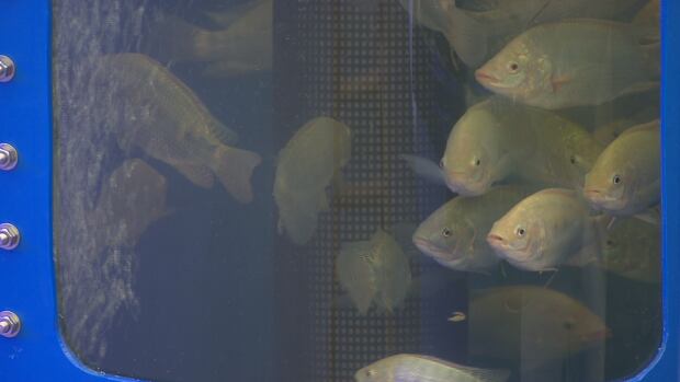 Toronto Tilapia