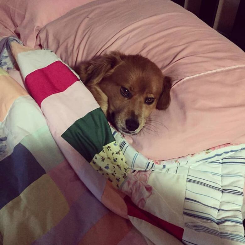Adorable photos of the way your dogs sleep CBC Life