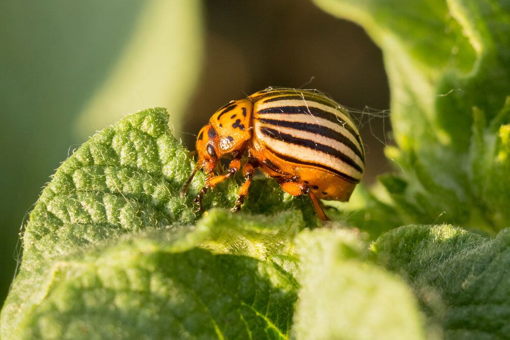 Proposed Pesticide Ban Surprises P E I Potato Board Cbc News Proposed Pesticide Ban Surprises P E I Potato Board Cbc News