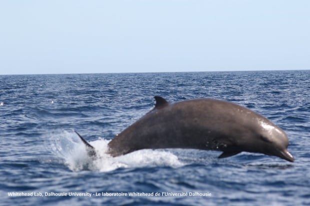 Bottlenose whale breaching