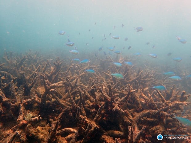 Coral bleaching Great Barrier Reef