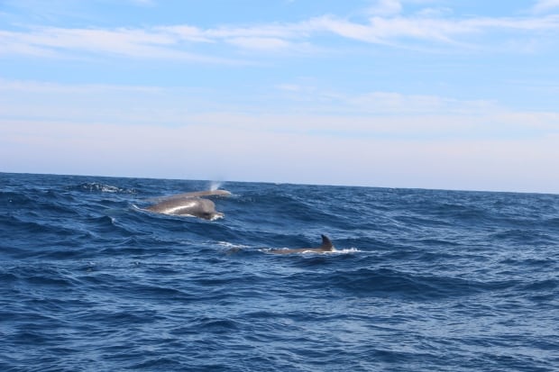 Bottlenose whales with calf