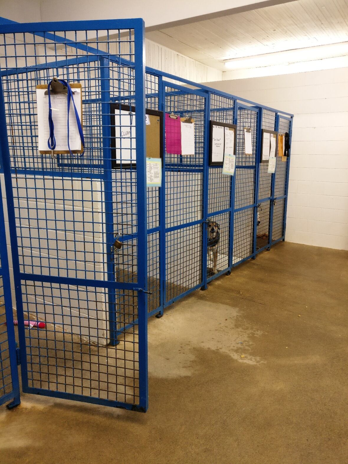 Kamloops SPCA finally unveils plans for a new site CBC News