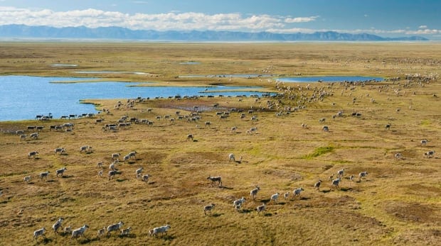 Porcupine Caribou Herd