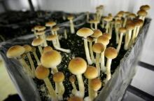 NETHERLANDS MAGIC MUSHROOMS