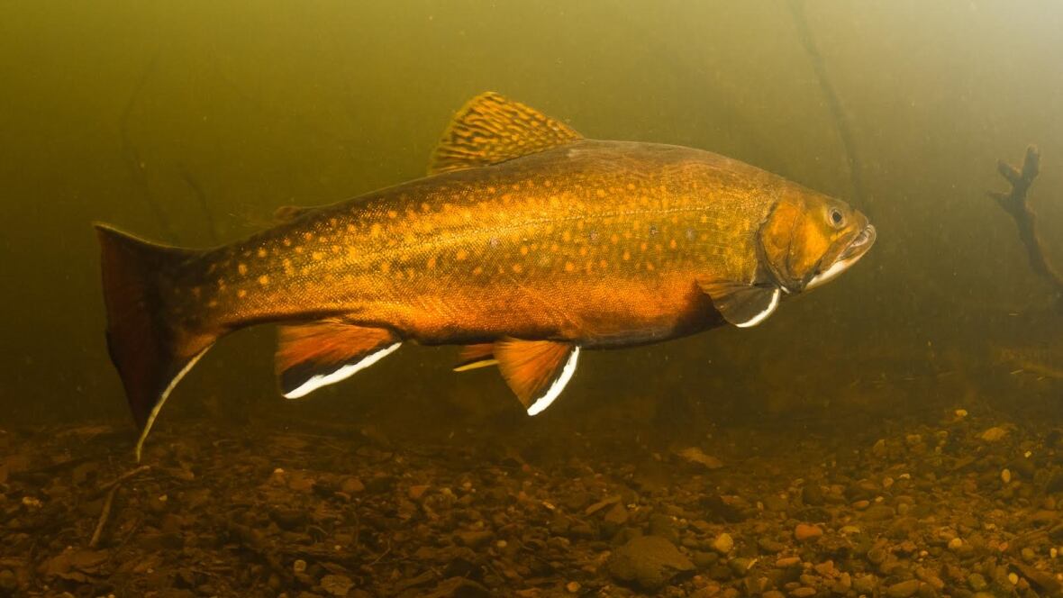 Brook ブルック　Cutthroat Trout Sweat L Brook ブルック Cutthroat Trout Sweat L Cutthroat Trout and
