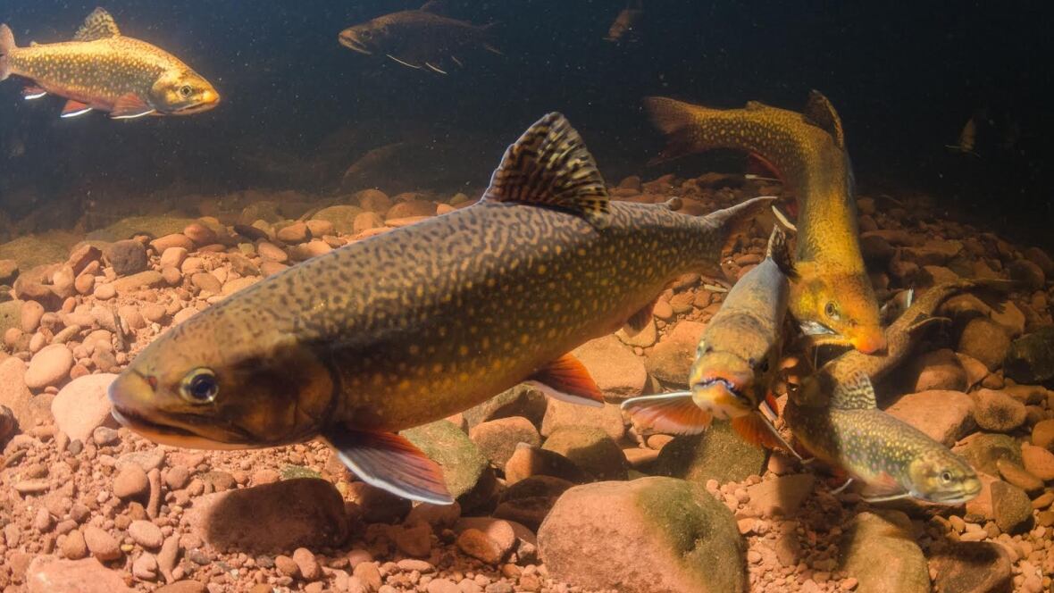 Trout love P.E.I. photographer gets up close and personal with brook