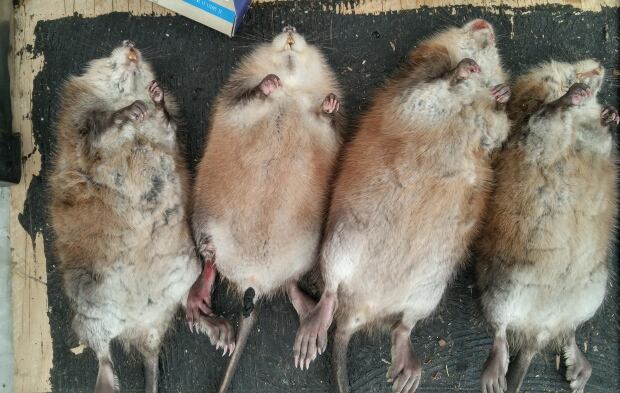 muskrat