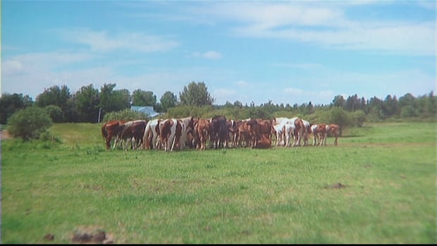 Tomalin herd of horses in N.B. in 2010