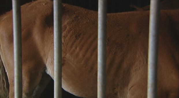Horse seized in 2010 from Tomalin farm