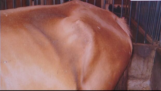 Horse seized