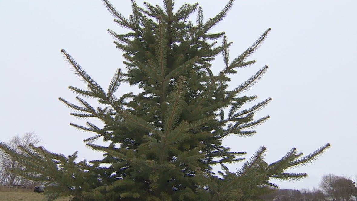 5 ways to keep your christmas tree looking great until 5 ways to keep your christmas tree looking great until