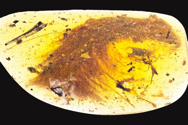 Feathered dinosaur tail