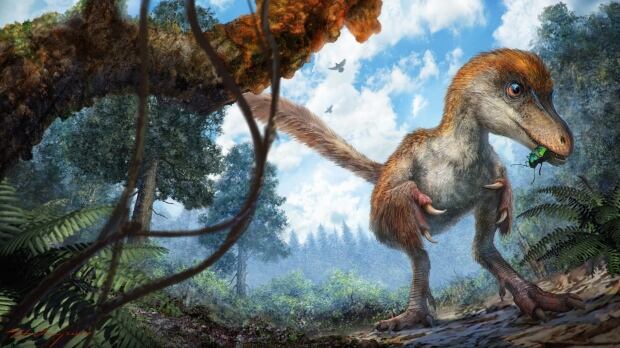 Coelurosaur feathered dinosaur