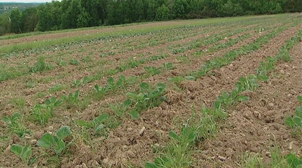 Farm field