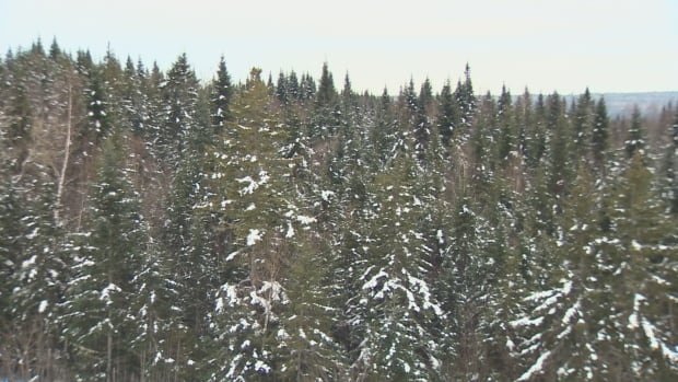New Brunswick forests