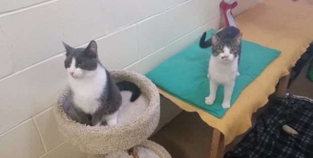 Two kittens at the P.E.I. Humane Society