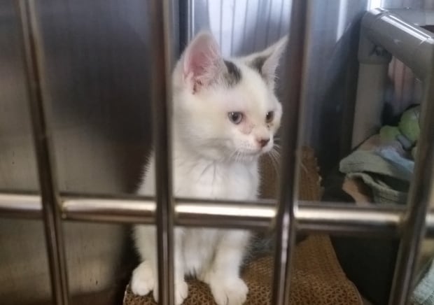 Kitten awaits adoption