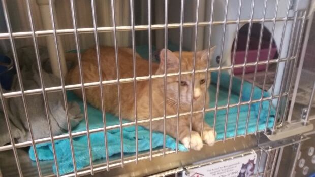 Orange cat at PEI Humane Society