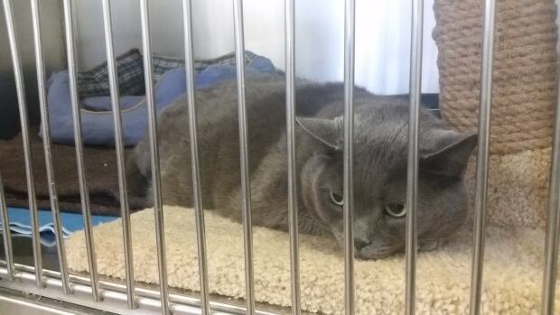 Gray cat