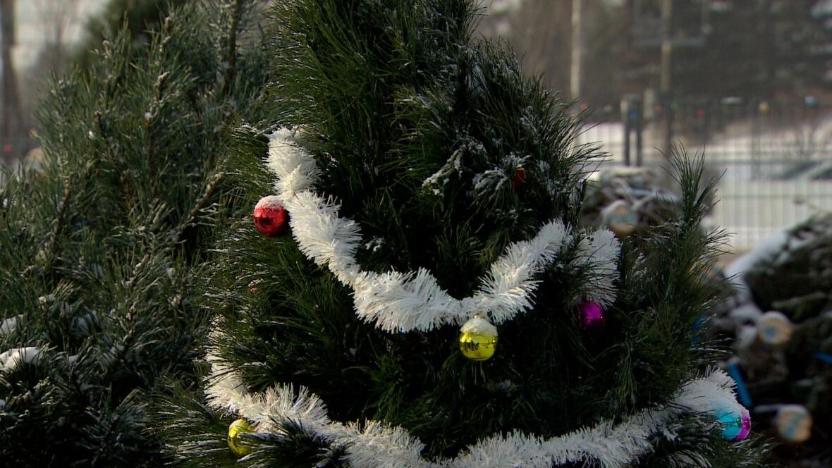 tips and tricks for a long lasting healthy christmas tree tips and tricks for a long lasting healthy christmas tree