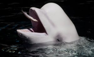YEAR Most Famous Animals 20161211