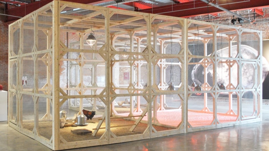 Koen Vanmechelen's Cosmopolitan Chicken Project exhibit currently showing in Detroit, MI.