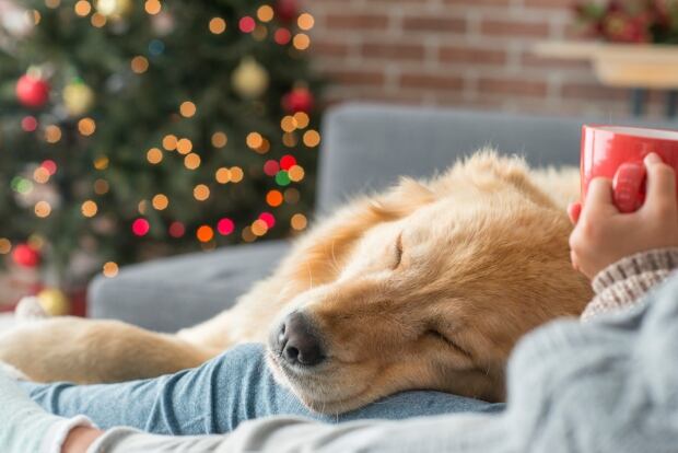 Best Dog Food For Pancreatitis Canada Best Dog Food For Pancreatitis Canada