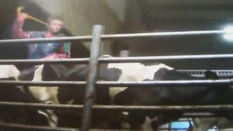 dairy-farm-employee-whipping-cow
