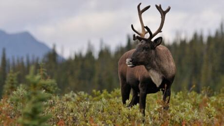 Woodland Caribou
