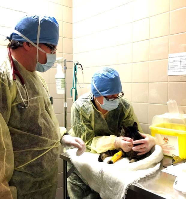 Technicians at the Ontario Veterinary College