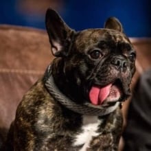 Carrie Fisher's dog Gary