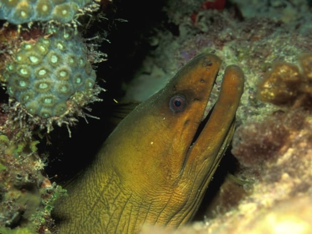 Green moray eel