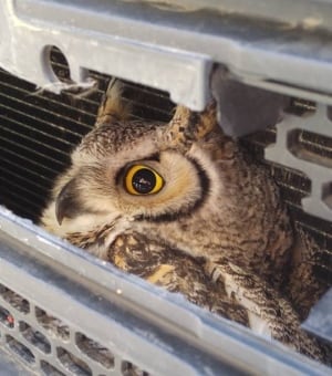 Owl Camrose