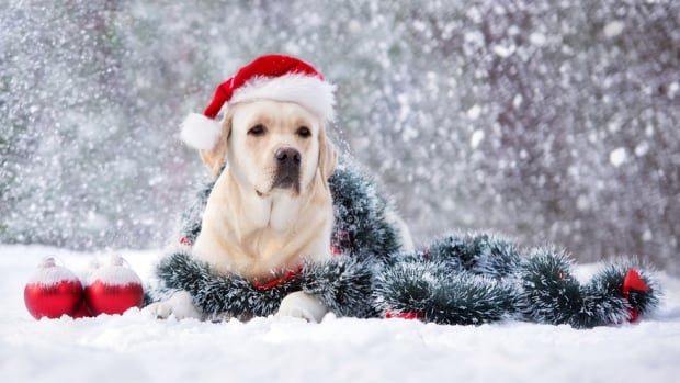 White Christmas expected for Waterloo Region | CBC News