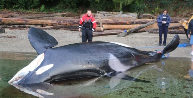 Dead orca