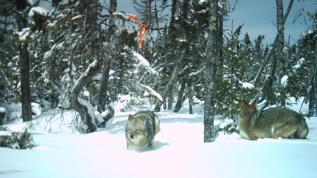 Two coyotes frolic in the snow in eastern P.E.I. in this still shot from Garry Gregory's trail camera. 2 coyotes on trailcamera by Garry Gregory, eastern P.E.I.