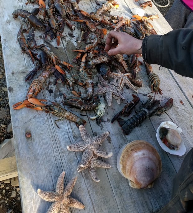 Savary Park lobster