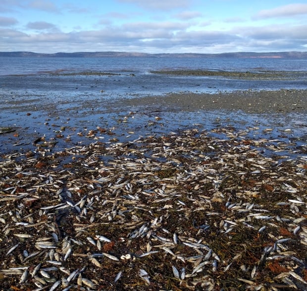 Savary Park fish