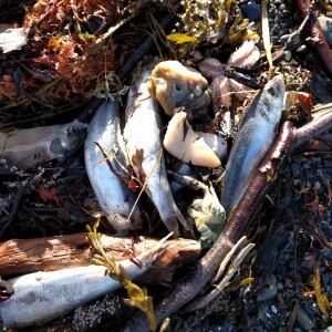 Savary Park dead fish