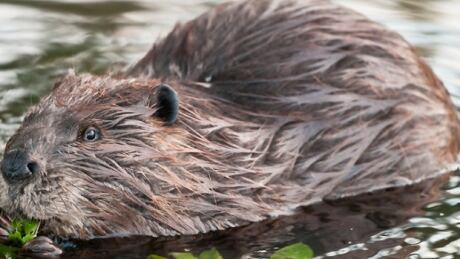 asdf beaver