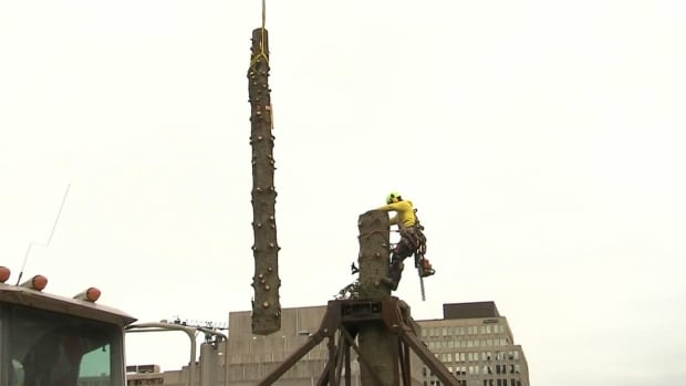 A 26-metre balsam fir, which had been on display at Place des Festivals as part of a Christmas market until it was buzzed apart by workers with chainsaws, has been described as 'ugly, skinny and lopsided.'