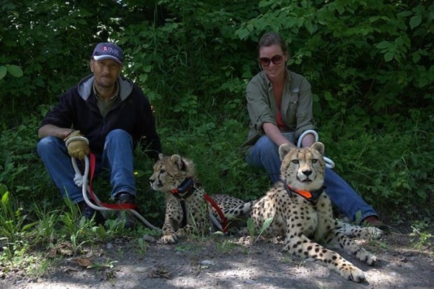 Earl pfeifer carol plato cheetah b.c.