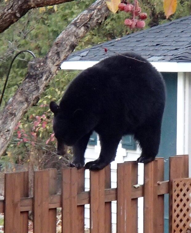 balancing black bear