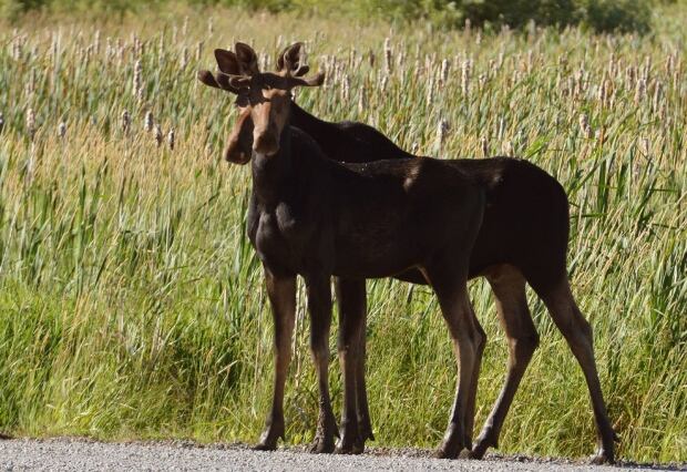 two headed moose