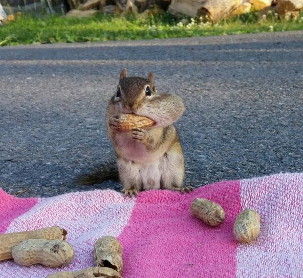 chipmunk