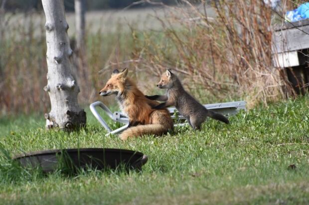 fox massage